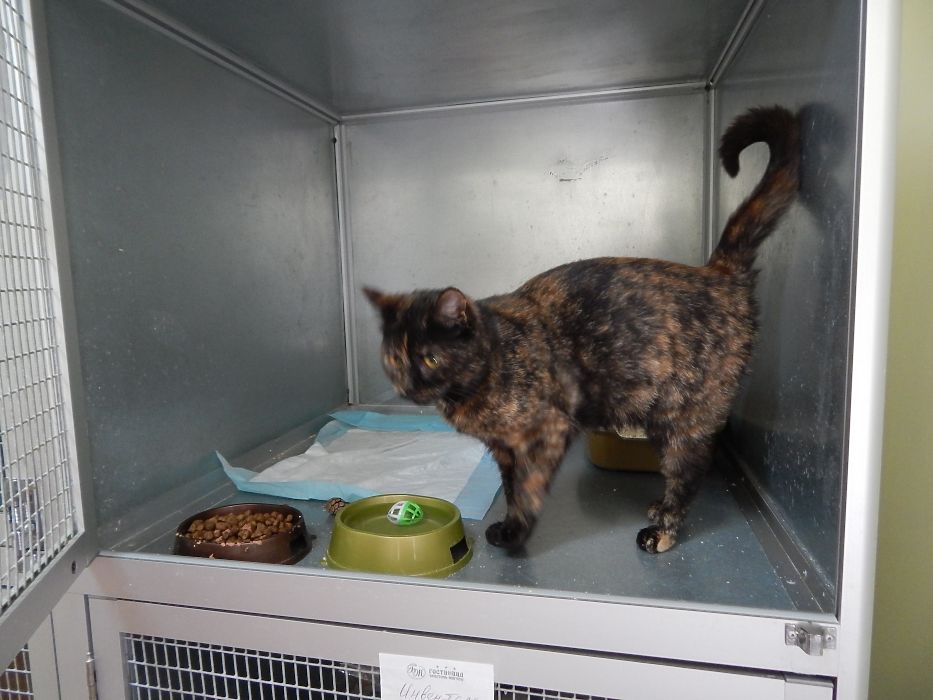 Экскурсия в Центр помощи кошкам