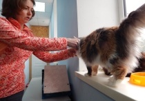В Протвино на волонтерских началах работает Центр помощи кошкам