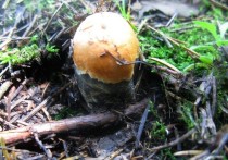 Прохладная и дождливая погода в мае и июне существенно притормозила в Подмосковье природные процессы развития растений и грибов, которые сейчас характерны скорее для начала первого летнего месяца