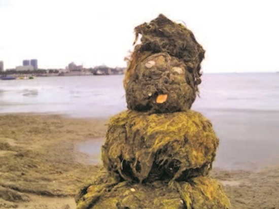 Настоящий ковер из водорослей можно наблюдать  на пляжах города-курорта