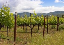 Тема французских виноградников, возделываемых на Алтае, последнее время будоражит общественность
