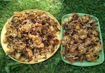 Во второй половине июня в Подмосковье установилась прохладная дождливая погода, в принципе благоприятная для роста в лесах съедобных грибов