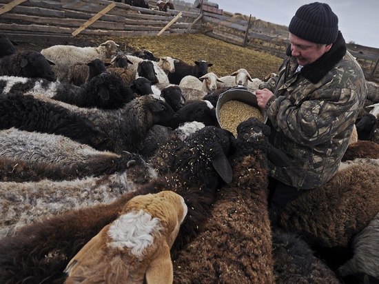 Серию фотографий про тамбовских фермеров отметили на всероссийском уровне