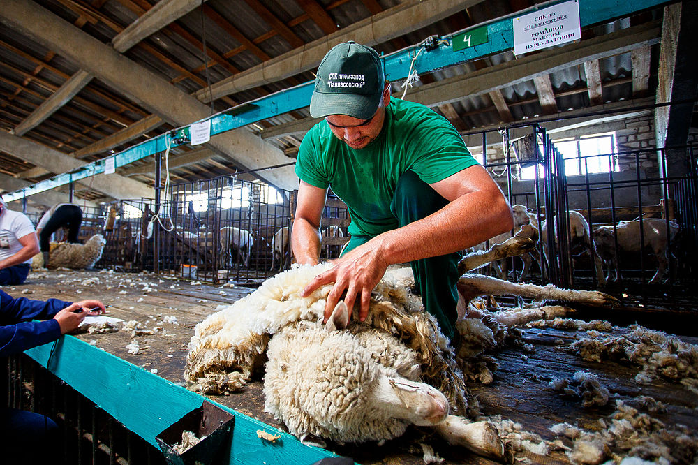 Стрижка овец. Овцеводство стрижка овец. Стрижка овец. Ножницы для стрижки овец. Профессиональная стрижка овец.