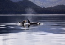 На видеохостинговом сайте YouTube был размещен видеоролик, на котором можно увидеть, как на кита охотится стая косаток