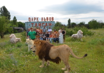 В одном из прошлых номеров «МК Черноземье» был опубликован захватывающий и в какой-то мере даже фантастический материал о парке львов «Тайган»