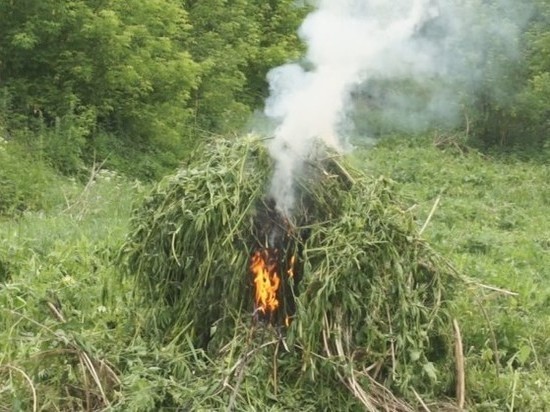 Полицейские уничтожили два поля конопли в Новокузнецком районе 