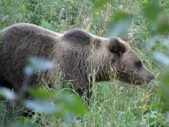 Медведей посчитали в Нижегородской области