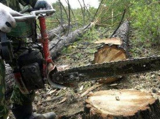 Уголовное дело по факту незаконной рубки лесных насаждений возбуждено прокуратурой Сакмарского района. 
