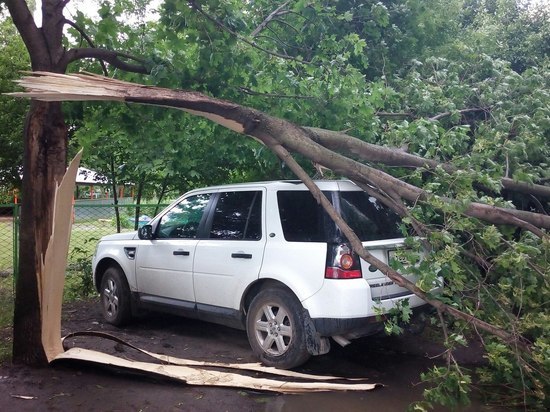 На севере Тамбова из-за сильного ветра дерево рухнуло на внедорожник