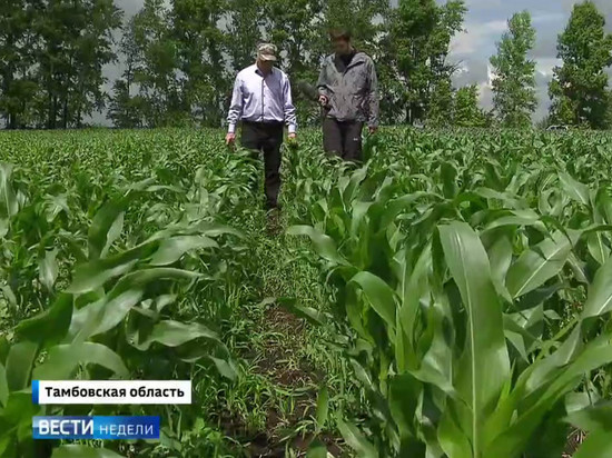 На федеральном канале "Россия-1" тамбовские фермеры рассказали об урожае в этом году