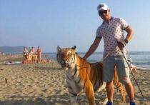 В Интернет попало видео, на котором запечатлена прогулка с тигром на пляже Находки