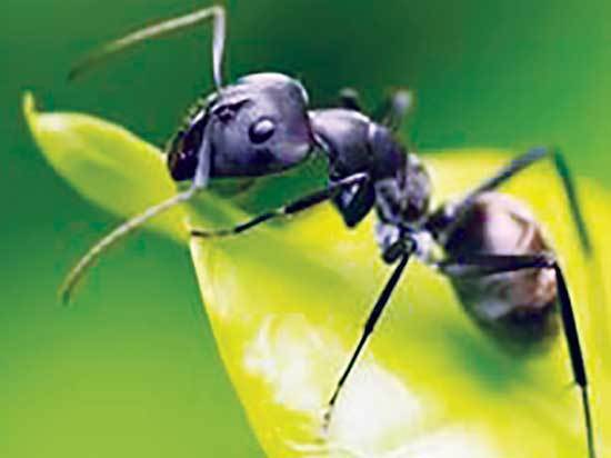 Кто и зачем в Бурятии строит «муравьизм»