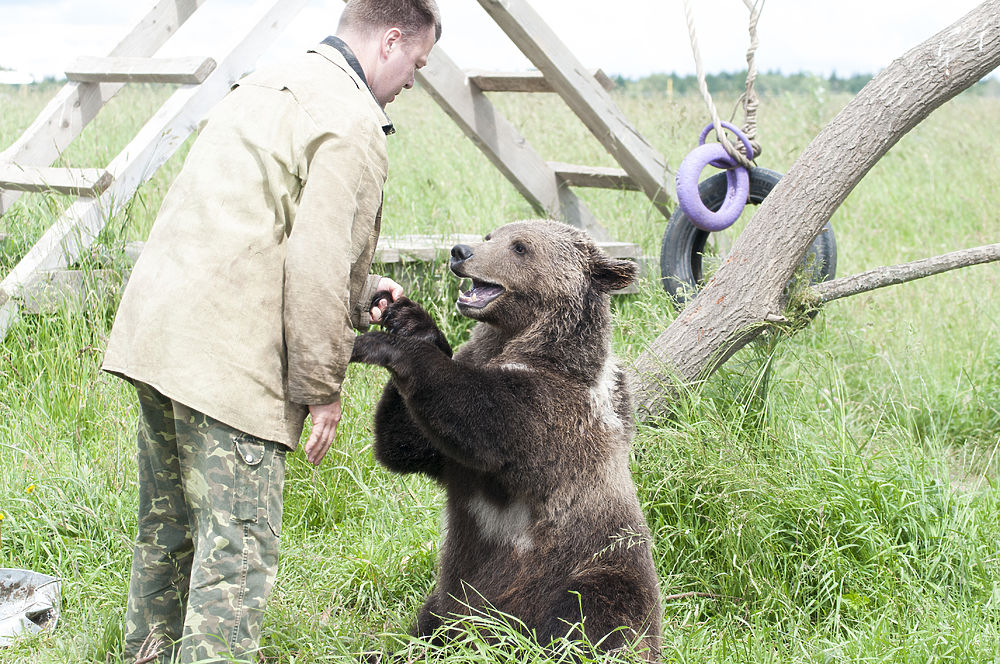 На аэродроме в Тверской области живет спасенный медведь 