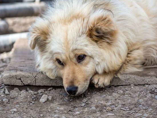 Власти Березовского пообещали дать помещение приюту для животных 