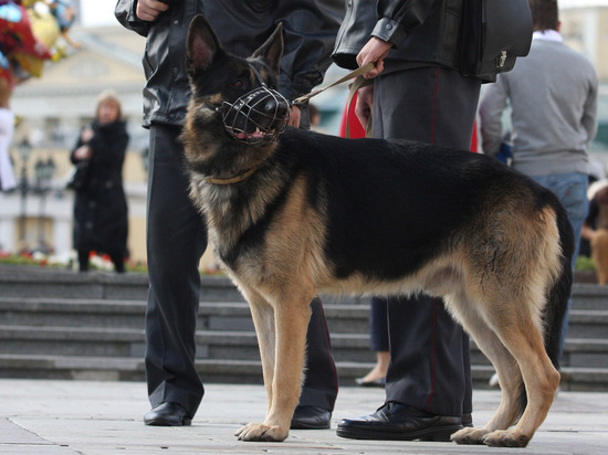 Разоблачить международную банду кокаинщиков удалось российским силовикам