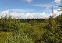 Последние два года Минэкологии Московской области проводит планомерную работу: ставит на кадастровый учет особо охраняемые природные территории (ООПТ)