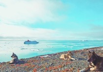 В конце лета из Петербурга на архипелаг Северная Земля отправится высокоширотная арктическая экспедиция