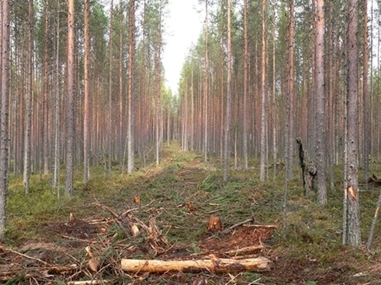 Почему в Карелии не работает пилотный проект интенсивного лесопользования. Часть первая