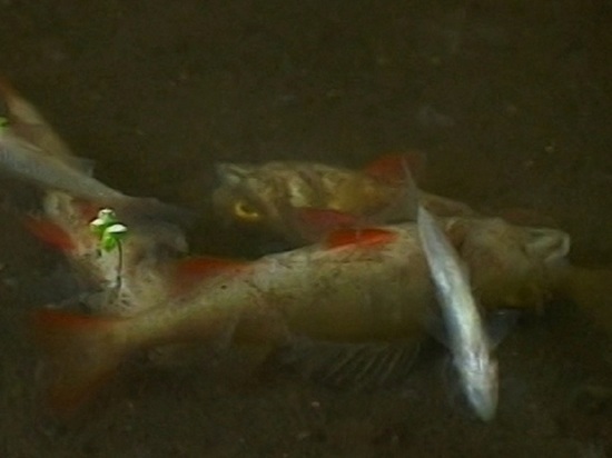 В Тамбовской области проводят доследственную проверку по факту массовой гибели рыбы в реке Цна