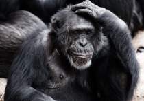 Ученые обнаружили, что в мозге шимпанзе, как и в мозге человека, могут формироваться амилоидные бляшки