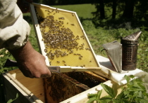 Депутаты Госсобрания Башкирии намерены внести поправки в закон о пчеловодстве, которые ужесточат контроль за ввозимыми породами медоносных насекомых