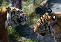 Нижегородский зоопарк «Лимпопо» по праву входит в десятку лучших российских зоопарков
