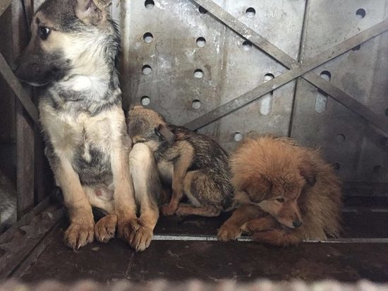 Бродячим животным в Алматы дали шанс на достойную жизнь, а не на мучительную смерть