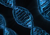 Группа американских исследователей при помощи коллег из Южной Кореи впервые в стране успешно отредактировать геном человеческого эмбриона на ранней стадии развития