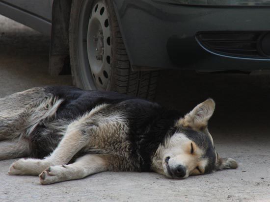 В Кыргызстане из квартиры пенсионерки извлекли 14 собак, 8 из которых убили