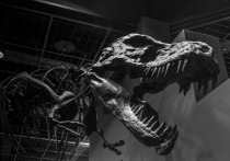 Палеонтологи изучили динозавра с "камуфляжной" окраской