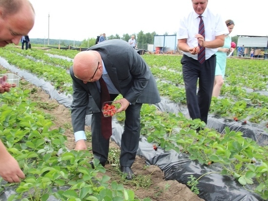 Нижегородская область обеспечит десятую часть отечественного производства ягод