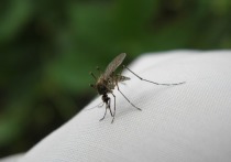 У 43-летней жительницы Кельна обе ноги и одна рука почернели из-за инфекции, занесенной обычным комаром