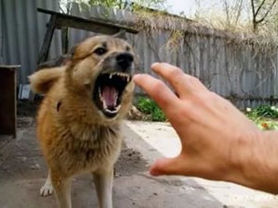В Оренбуржье женщина получит 25 000 рублей в качестве компенсации за укус собаки	