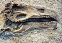 Группа исследователей из аргентинского Музея палеонтологии Эгидио Феруглио и вузов ряда других стран изучила обнаруженные ранее на юге страны древнего ящера, по сравнению с которым знаменитый тираннозавр рекс обладал достаточно скромными размерами