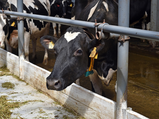 Производители молока в Прикамье наращивают объемы производства