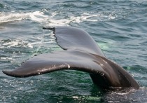 У гренландского кита, застрявшего в устье реки на острове Большой Шантар в Хабаровском крае появилась надежда на спасение, - он развернулся головой к выходу из устья и, двигаясь по направлению к морю, полностью погрузился под воду