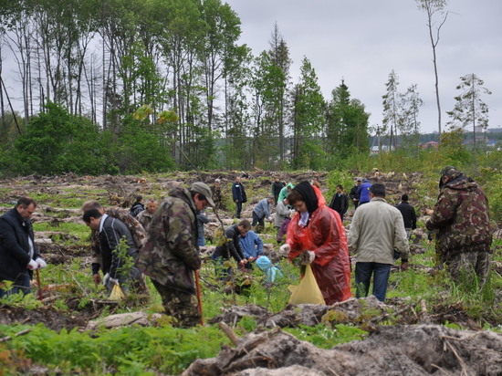 Калужская область перевыполнила план лесовосстановления на 17 процентов