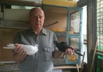 Один из разработчиков аппарата «искусственная почка» 73-летний москвич Николай Панков на днях лишился почти всех своих пернатых питомцев