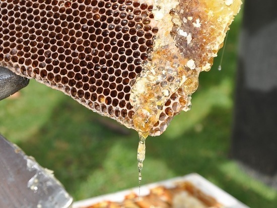 Из-за непогоды в Подмосковье пчелы съедают все, что собирают
