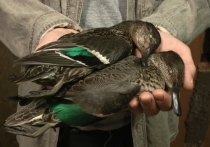 Несколько редчайших птиц погибли от удара молнии в столичном районе Тропарево-Никулино в минувший понедельник