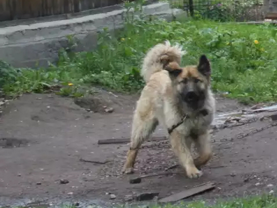 Владельцы собак-убийц предстанут перед Тавдинским судом