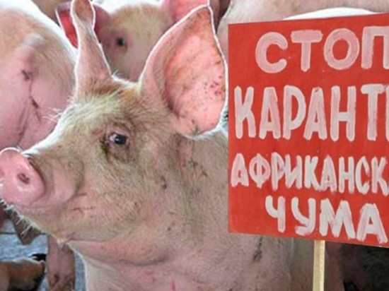 Курганцы планируют остановить чуму свиней