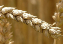 Прохладное лето помешает России побить очередной рекорд по сбору зерна