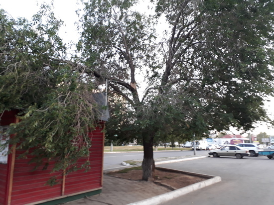 В Оренбурге сломанное дерево нависло над остановкой «Музыкальная школа» 