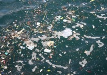 Подводные обитатели под названием аппендикулярии очищают поверхностные воды океанов от пластика, однако способствуют тому, что этот пластик попадает глубже и начинает представлять угрозу для животных, живущих там