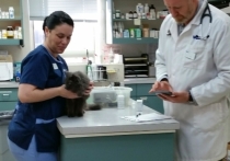 Москву опутала сеть фальшивых ветеринарных клиник