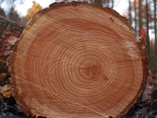 В Первомайском районе возбудили уголовное дело по факту незаконной вырубки деревьев