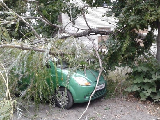 В Тамбове от поваленных ветром деревьев пострадало несколько автомобилей