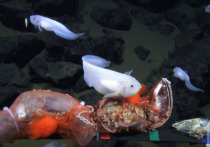 Японские специалисты, представляющие научную организацию Jamstec, представили видеозапись, на которой можно увидеть необычную рыбу, обитающую в Марианской впадине